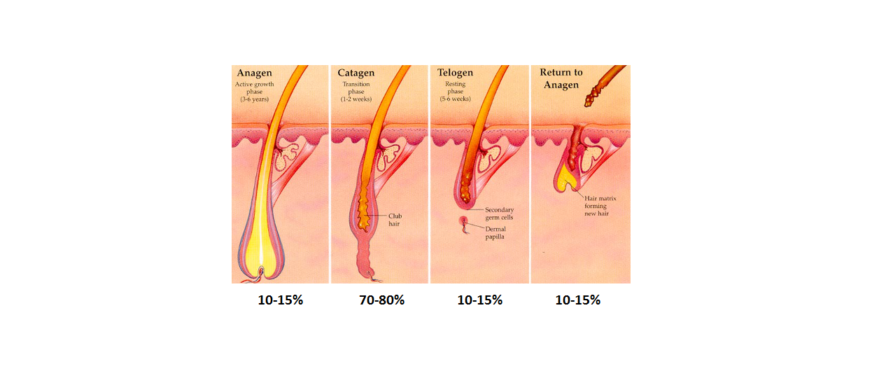 how-often-should-i-have-laser-hair-removal - Mayfair ...